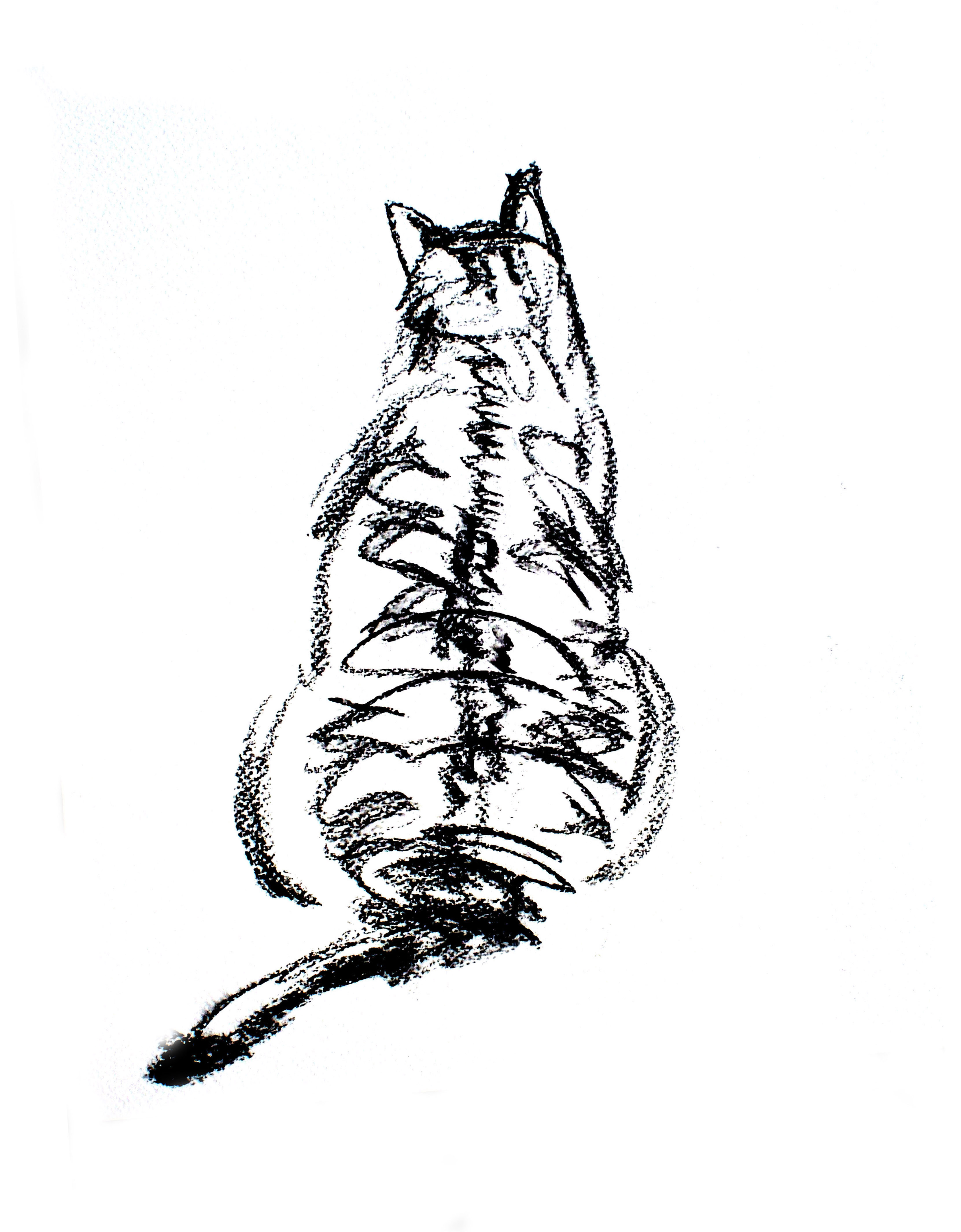 Benny in charcoal - by Susan Sanders